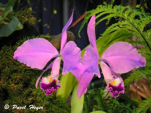 Cattleya warneri 